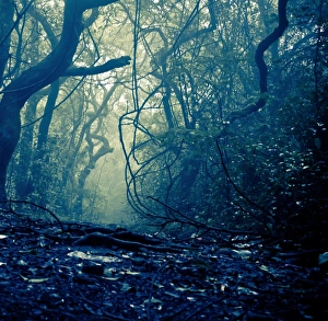 <b class=qtipBold><figcaption>.Western Ghats</figcaption></b><br>Around mahabaleshwar , on our way to pratapghad fort, this entrance into the woods lay. .Western Ghats
