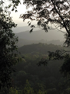<b class=qtipBold><figcaption>Western Ghats, Munnar, Kerala</figcaption></b><br>View through trees at sunset of Wester Ghats, Munnar, Kerala, India. Dec 2009 Western Ghats, Munnar, Kerala