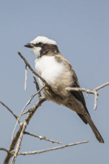 White-crowned shrike -Eurocephalus anguitimens-, Etosha National Park, Namibia, Africa White-crowned shrike -Eurocephalus anguitimens-, Etosha National Park, Namibia, Africa