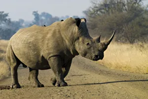 White Rhinoceros -Ceratotherium simum- with a Red-billed Oxpecker -Buphagus erythrorhynchus-, in the middle of a road, Kruger National Park, South Africa White Rhinoceros -Ceratotherium simum- with a Red-billed Oxpecker -Buphagus erythrorhynchus-, in the middle of a road, Kruger National Park, South Africa