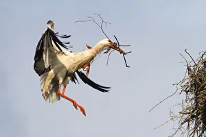 White Stork -Ciconia ciconia- approaching to land with nesting material, North Hesse White Stork -Ciconia ciconia- approaching to land with nesting material, North Hesse