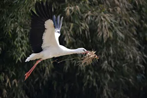 White Stork -Ciconia ciconia- in flight with nesting material, Stuttgart, Baden-Wuerttemberg, Germany, Europe White Stork -Ciconia ciconia- in flight with nesting material, Stuttgart, Baden-Wuerttemberg, Germany, Europe
