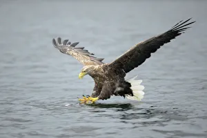 White-tailed Eagle or Sea Eagle -Haliaeetus albicilla- about to grab for a fish, Lauvsnes White-tailed Eagle or Sea Eagle -Haliaeetus albicilla- about to grab for a fish, Lauvsnes