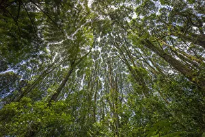 Wide angle view of converging forest canopy on the lower slopes of Mount Kilimanjaro Wide angle view of converging forest canopy on the lower slopes of Mount Kilimanjaro