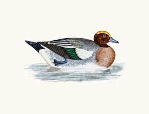 Wigeon Duck Waterfowl bird Wigeon Duck Waterfowl bird