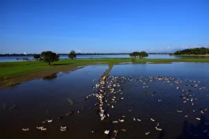 wild duck farm myanmar wild duck farm myanmar