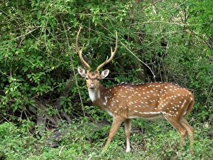 <b class=qtipBold><figcaption>Wildlife</figcaption></b><br>Mudumalai National Park and Wildlife Sanctuary Wildlife