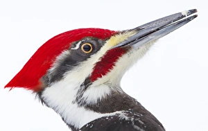 Woody Woodpecker Woody Woodpecker