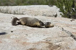 Yellow-bellied marmots -Marmota flaviventris-, Yosemite National Park, California Yellow-bellied marmots -Marmota flaviventris-, Yosemite National Park, California