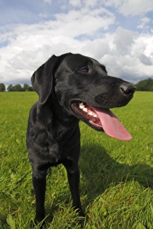 Young black Labrador Retriever dog (Canis lupus familiaris) portrait, male, domestic dog Young black Labrador Retriever dog (Canis lupus familiaris) portrait, male, domestic dog