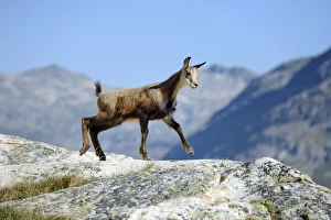 Young chamois -Rupicapra rupicapra- jumping on rocks, Valais, Switzerland, Europe Young chamois -Rupicapra rupicapra- jumping on rocks, Valais, Switzerland, Europe