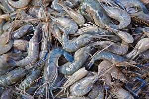 Giant River Prawn Giant River Prawn