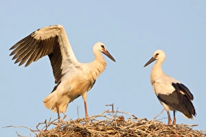 Young white storks -Ciconia ciconia-, flying attempts at the nest, Hesse, Germany Young white storks -Ciconia ciconia-, flying attempts at the nest, Hesse, Germany