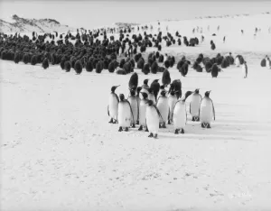 King Penguins, Bay of Isles, Antarctica King Penguins, Bay of Isles, Antarctica