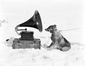 The sledge dog Chris and the Gramophone The sledge dog Chris and the Gramophone