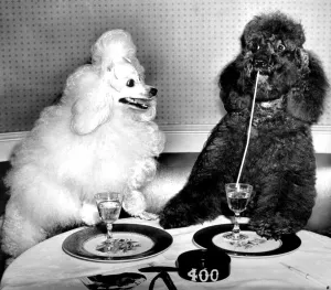 Dog socialites Candide and Koko on right have a dinner martini at the 400 Restaurant Dog socialites Candide and Koko on right have a dinner martini at the 400 Restaurant