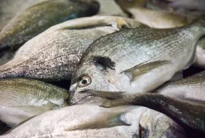 Fresh bream on slab of fishminger counter in covered market, Limassol, Cyprus credit Fresh bream on slab of fishminger counter in covered market, Limassol, Cyprus credit