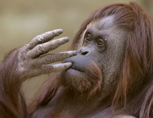 Argentina-Animal-Rights-Orangutan-Offbeat Argentina-Animal-Rights-Orangutan-Offbeat