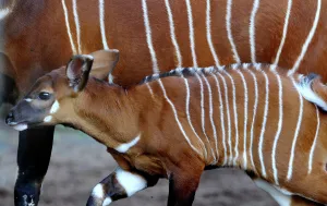 Australia-Animal-Bongo Australia-Animal-Bongo
