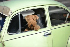 Australia-Auto-Dog Australia-Auto-Dog
