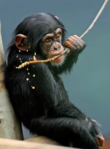 Australia-Zoo-Chimpanzees Australia-Zoo-Chimpanzees