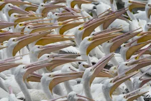 Mexico-Animals-Pelicans Mexico-Animals-Pelicans