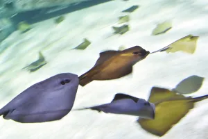 Pacific skates swim at the Ocearium in Le Croisic, western France, on December 6, 2016 Pacific skates swim at the Ocearium in Le Croisic, western France, on December 6, 2016