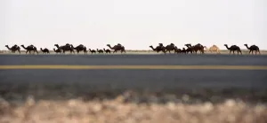 Saudi-Animal-Camel-Festival Saudi-Animal-Camel-Festival