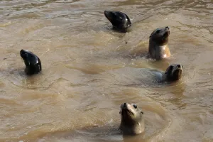 Sea lions swim in a muddy and dirty water in the zoo of Marineland on October 5 Sea lions swim in a muddy and dirty water in the zoo of Marineland on October 5