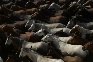 Spain-Tradition-Cattle-Horses-Donana Spain-Tradition-Cattle-Horses-Donana