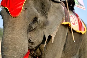 Thirty-five year old elephant named Kham On, arrives to take part in the race during the Thirty-five year old elephant named Kham On, arrives to take part in the race during the