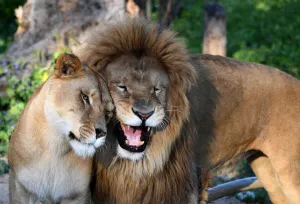Tunisia-Lions-Zoo-Animal Tunisia-Lions-Zoo-Animal