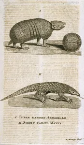 Three Banded Armadillo and Short Tailed Manis, from 'The Gentleman's Magazine' Three Banded Armadillo and Short Tailed Manis, from 'The Gentleman's Magazine'