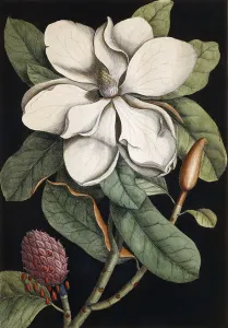 Laurel Tree, 1731-1743 (hand-coloured etching) Laurel Tree, 1731-1743 (hand-coloured etching)