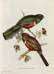 Trogon Collaris from 'Tropical Birds', 19th century (coloured litho) Trogon Collaris from 'Tropical Birds', 19th century (coloured litho)