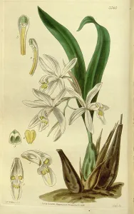 Botanical print by Augusta Innes Withers (nee Baker) (1793-1877), an English natural Botanical print by Augusta Innes Withers (nee Baker) (1793-1877), an English natural