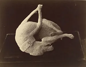 Cast Dog Killed Eruption Mount Vesuvius Pompeii Cast Dog Killed Eruption Mount Vesuvius Pompeii