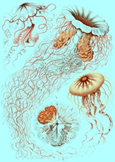 Illustration showing four different types of jellyfish. Discomedusae. - Schweibenquallen Illustration showing four different types of jellyfish. Discomedusae. - Schweibenquallen