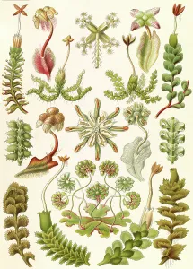 Illustration shows liverworts. Hepaticae Illustration shows liverworts. Hepaticae