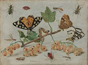 Insects Fruit Fruits sprig white currants different types Insects Fruit Fruits sprig white currants different types