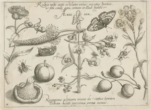 Insects, plants and fruits around a sweet pea, print maker: Jacob Hoefnagel, Joris Insects, plants and fruits around a sweet pea, print maker: Jacob Hoefnagel, Joris