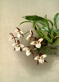 Odontoglossum humeanum, Sander, F. (Frederick), 1847-1920, (Author), Moon, H. G, (Artist) Odontoglossum humeanum, Sander, F. (Frederick), 1847-1920, (Author), Moon, H. G, (Artist)