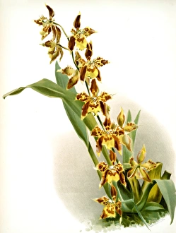 Odontoglossum luteo-purpureum prionopetalum, Sander, F. (Frederick), 1847-1920, (Author) Odontoglossum luteo-purpureum prionopetalum, Sander, F. (Frederick), 1847-1920, (Author)