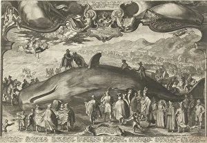 Walvis washed ashore 13 January 1601 Beverwijk Walvis washed ashore 13 January 1601 Beverwijk