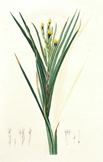 Witsnia Maura, Witsenia maure (unsigned), Bokmakierie's Tail, Redoute, Pierre Joseph Witsnia Maura, Witsenia maure (unsigned), Bokmakierie's Tail, Redoute, Pierre Joseph