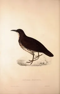Zoothera Monticola, Long-billed Thrush. Birds from the Himalaya Mountains, engraving Zoothera Monticola, Long-billed Thrush. Birds from the Himalaya Mountains, engraving