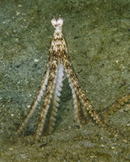 An Atlantic Longarm octopus stands upright on its legs An Atlantic Longarm octopus stands upright on its legs