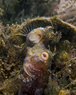 A blenny with a threatening posture at its own reflection A blenny with a threatening posture at its own reflection