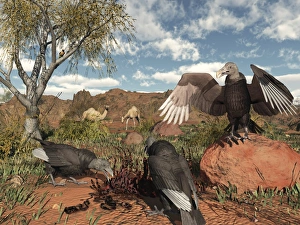 Pleistocene Black Vultures feed on carrion Pleistocene Black Vultures feed on carrion