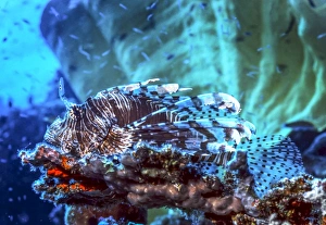 A red lionfish resting on a coral reef unthreatened A red lionfish resting on a coral reef unthreatened